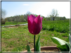foto Tulipani